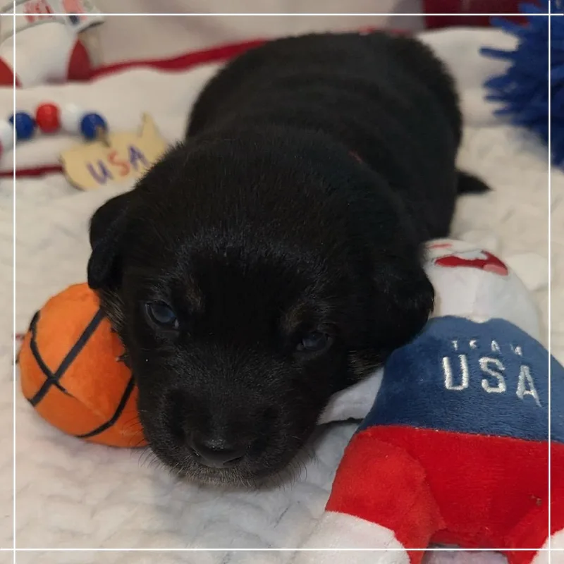 A baby small-sized male Black Australian Kelpie dog named Tage for adoption in Chandler, AZ