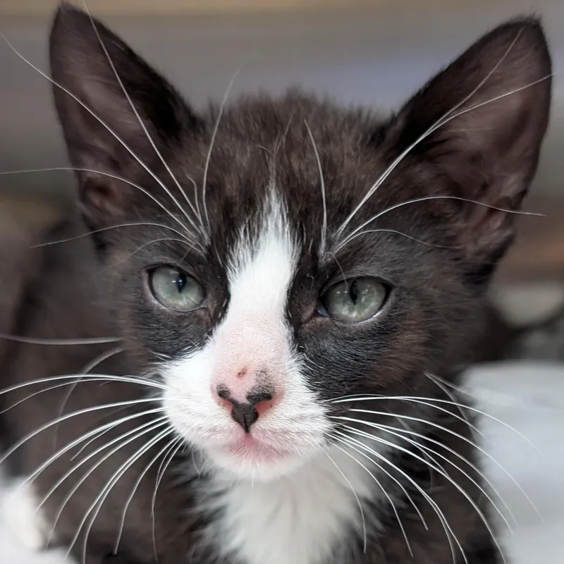 A baby medium-sized male Black & White / Tuxedo Domestic Short Hair cat named Tater Tot Reduced for adoption in Jefferson, WI