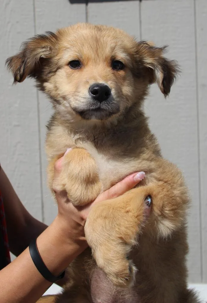 A baby medium-sized male Shepherd dog named Herbie for adoption in Vacaville, CA