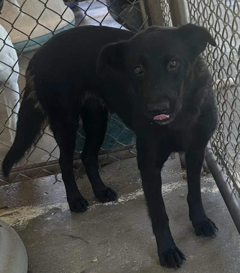 An adult medium-sized female Black Labrador Retriever dog named Gloria for adoption in Bruce, MS