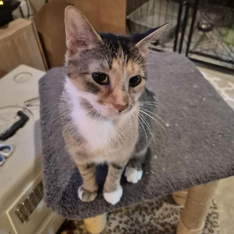 Priscilla thumbnail 2