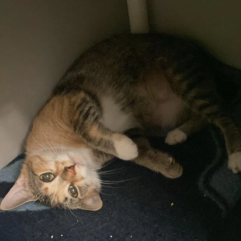 Priscilla thumbnail 3