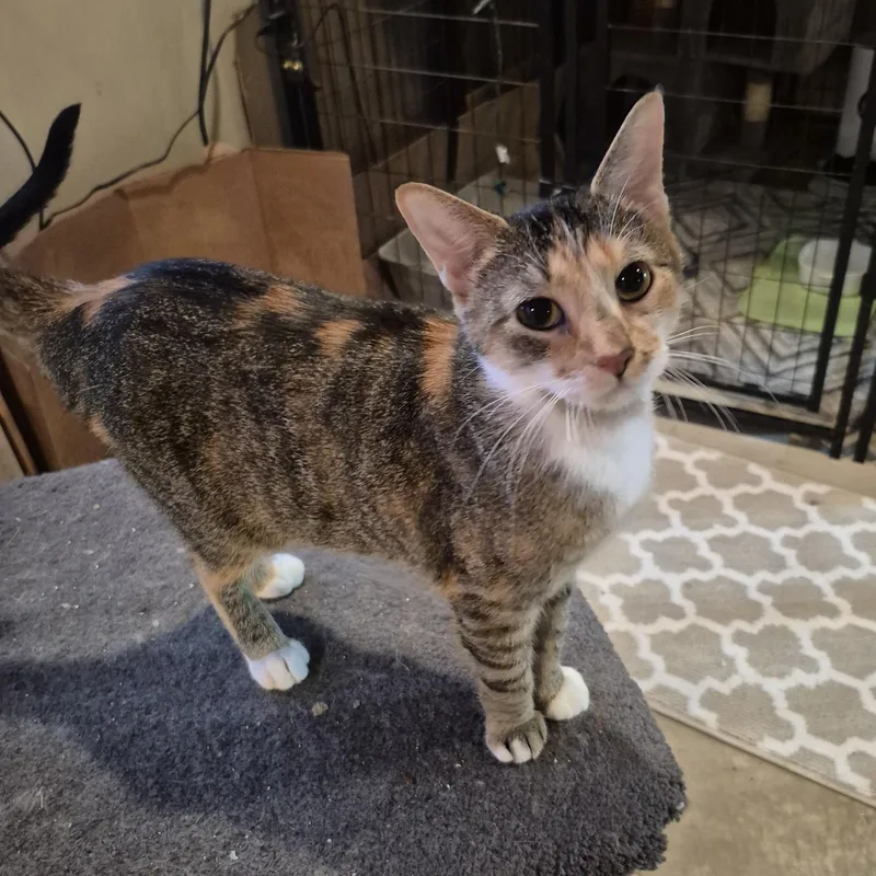 Priscilla thumbnail 4