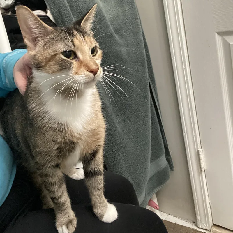 Priscilla thumbnail 5