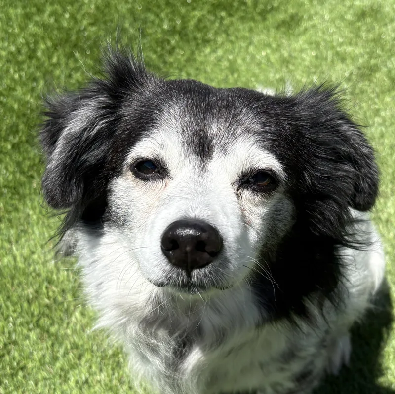 A senior small-sized female Terrier dog named Tulip for adoption in Auburn, NE