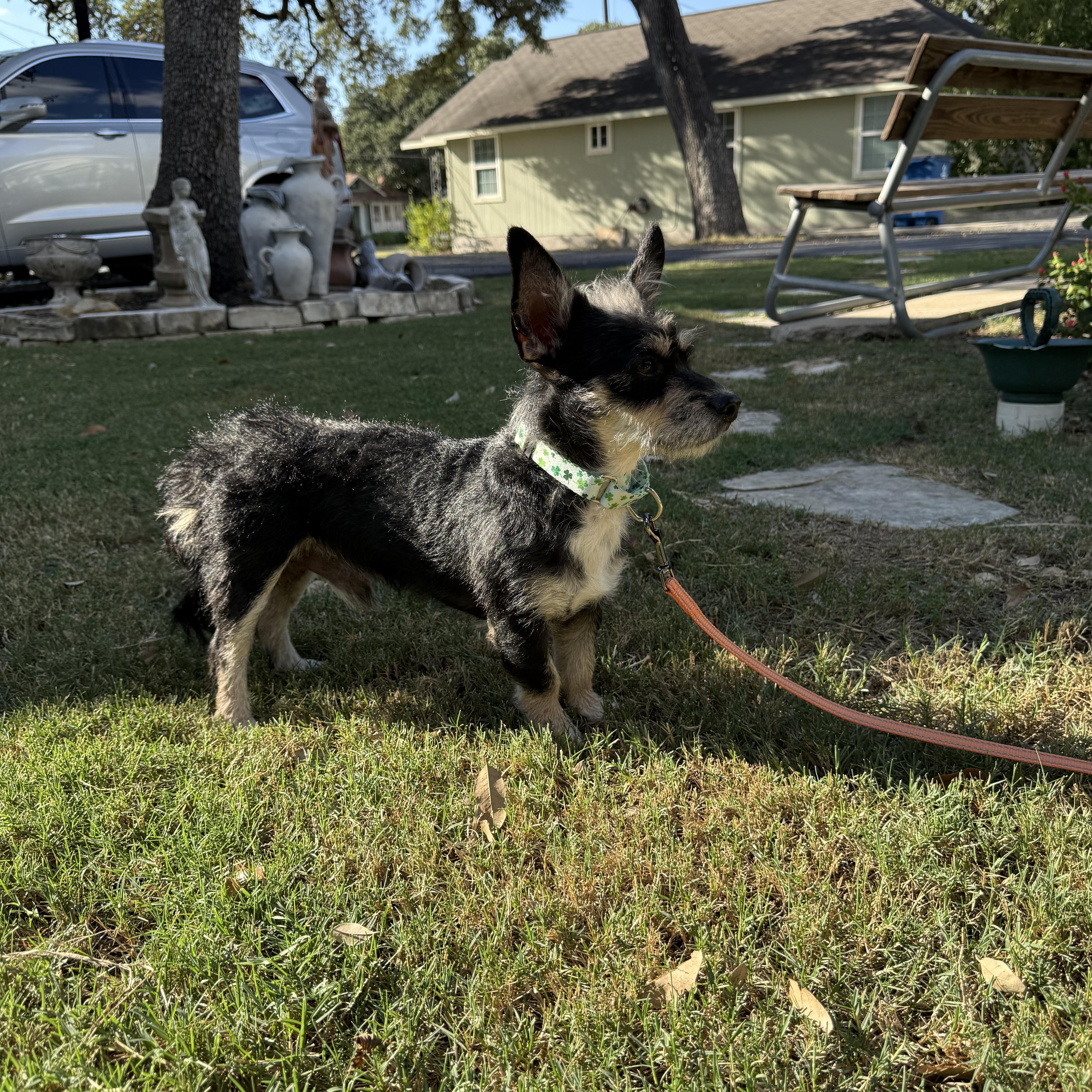 An adult small-sized male Yorkshire Terrier dog named Shazaaam AKA Shorty the for adoption in Lockhart, TX