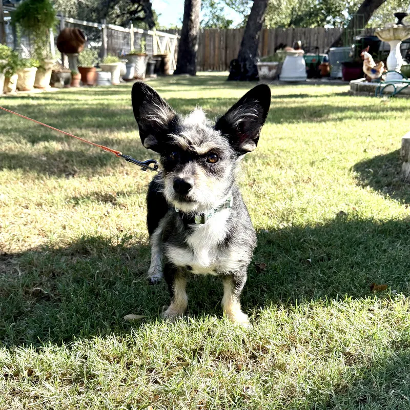 Shazaaam AKA Shorty the thumbnail 2