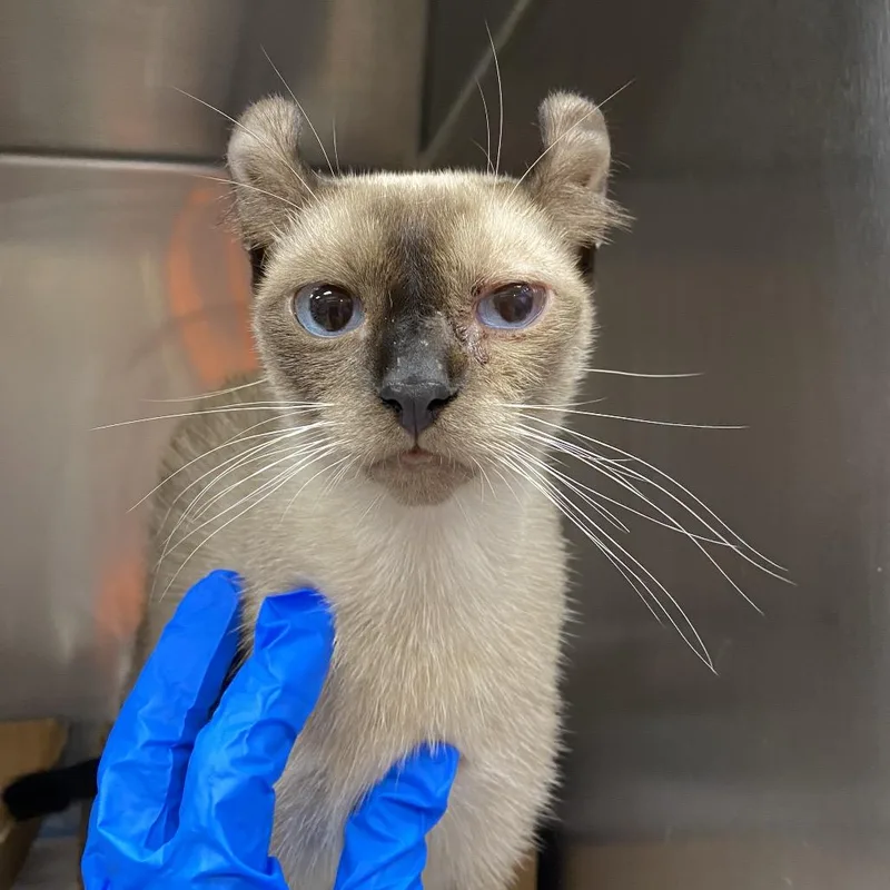 An adult medium-sized female Siamese cat named Curly Sue for adoption in Westminster, CA