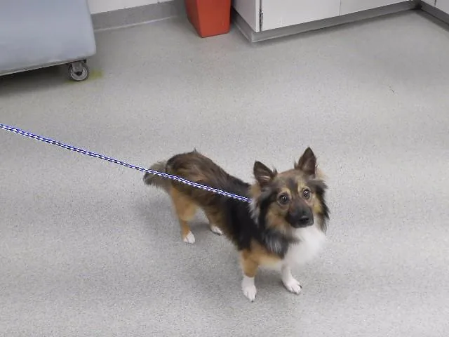 A young small-sized male Toy Fox Terrier dog named Mango Chutney for adoption in Omaha, NE