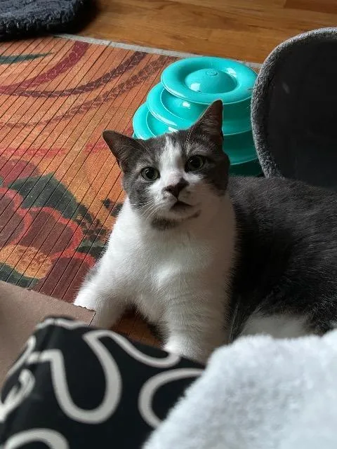 An adult medium-sized male Domestic Short Hair cat named Felix for adoption in Pawtucket, RI