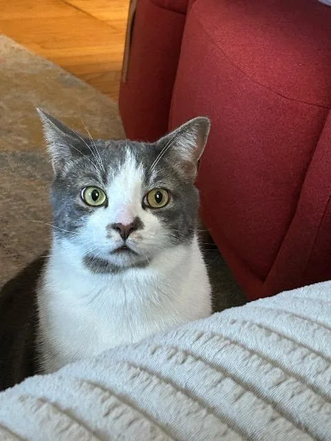 Felix thumbnail 2