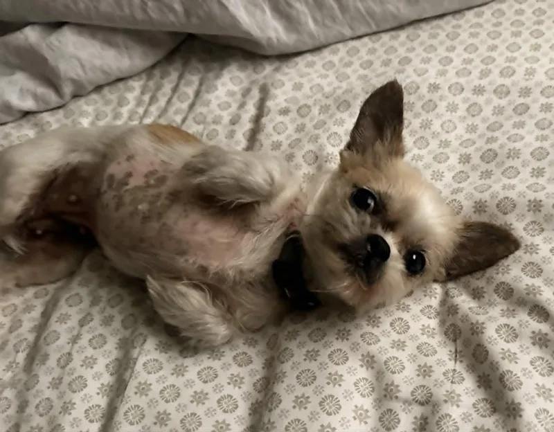 Gidget