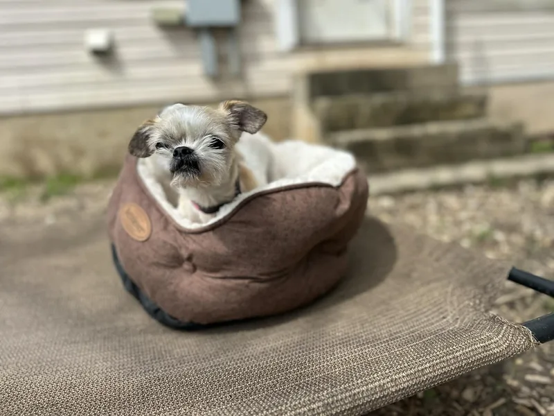 Gidget thumbnail 2