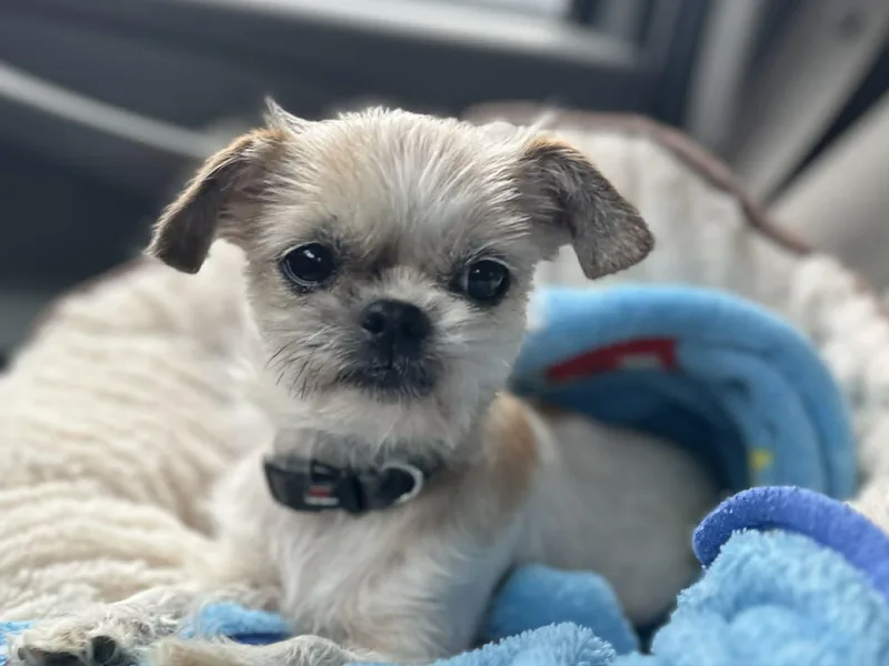 Gidget thumbnail 3