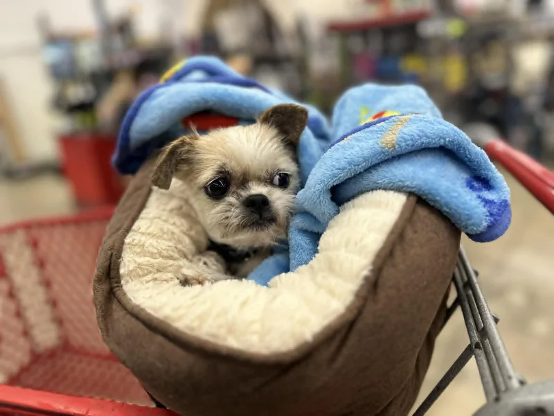 Gidget thumbnail 4