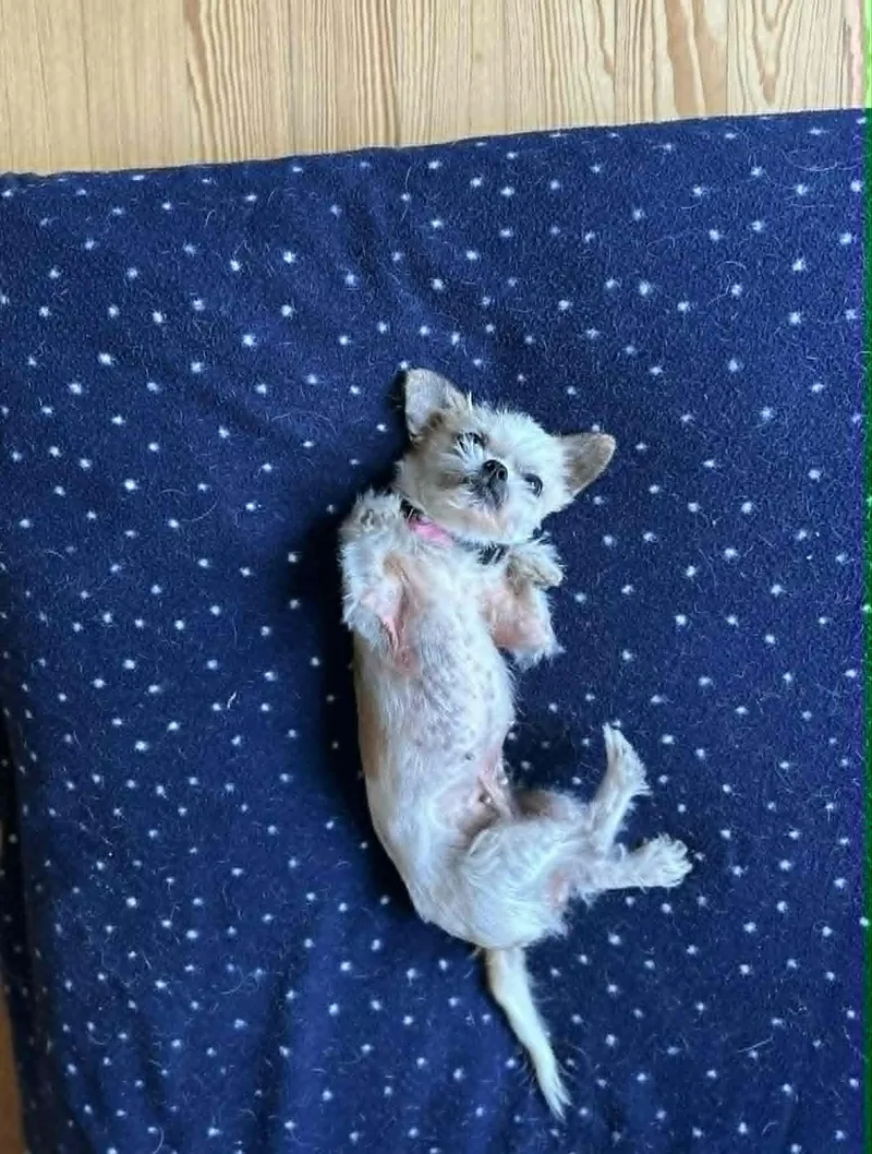 Gidget thumbnail 5