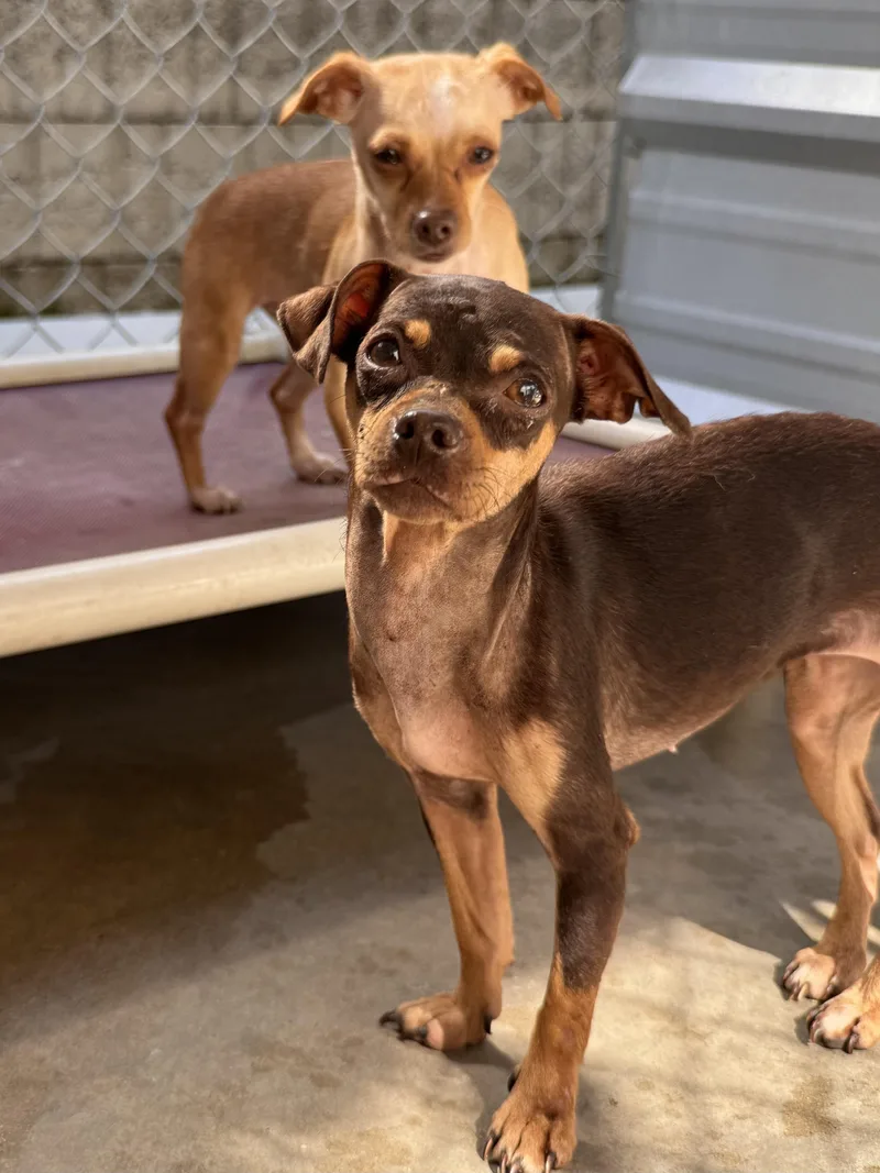 An adult small-sized female Yellow / Tan / Blond / Fawn Chihuahua dog named Lilly & Tina for adoption in Fresno, CA