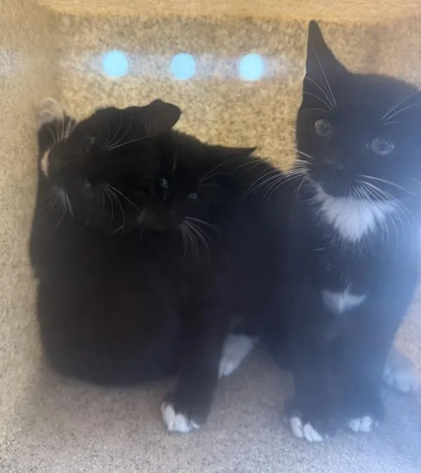 A baby small-sized male Domestic Short Hair cat named Turtleneck for adoption in Ridgewood, NY