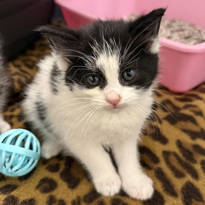 A baby small-sized female Black Domestic Short Hair cat named Daisy for adoption in South Elgin, IL