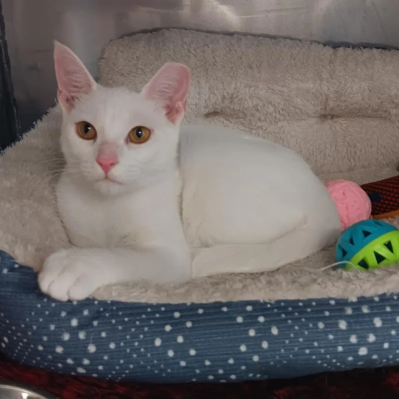 A young medium-sized male White American Shorthair cat named Snowball for adoption in Jupiter, FL