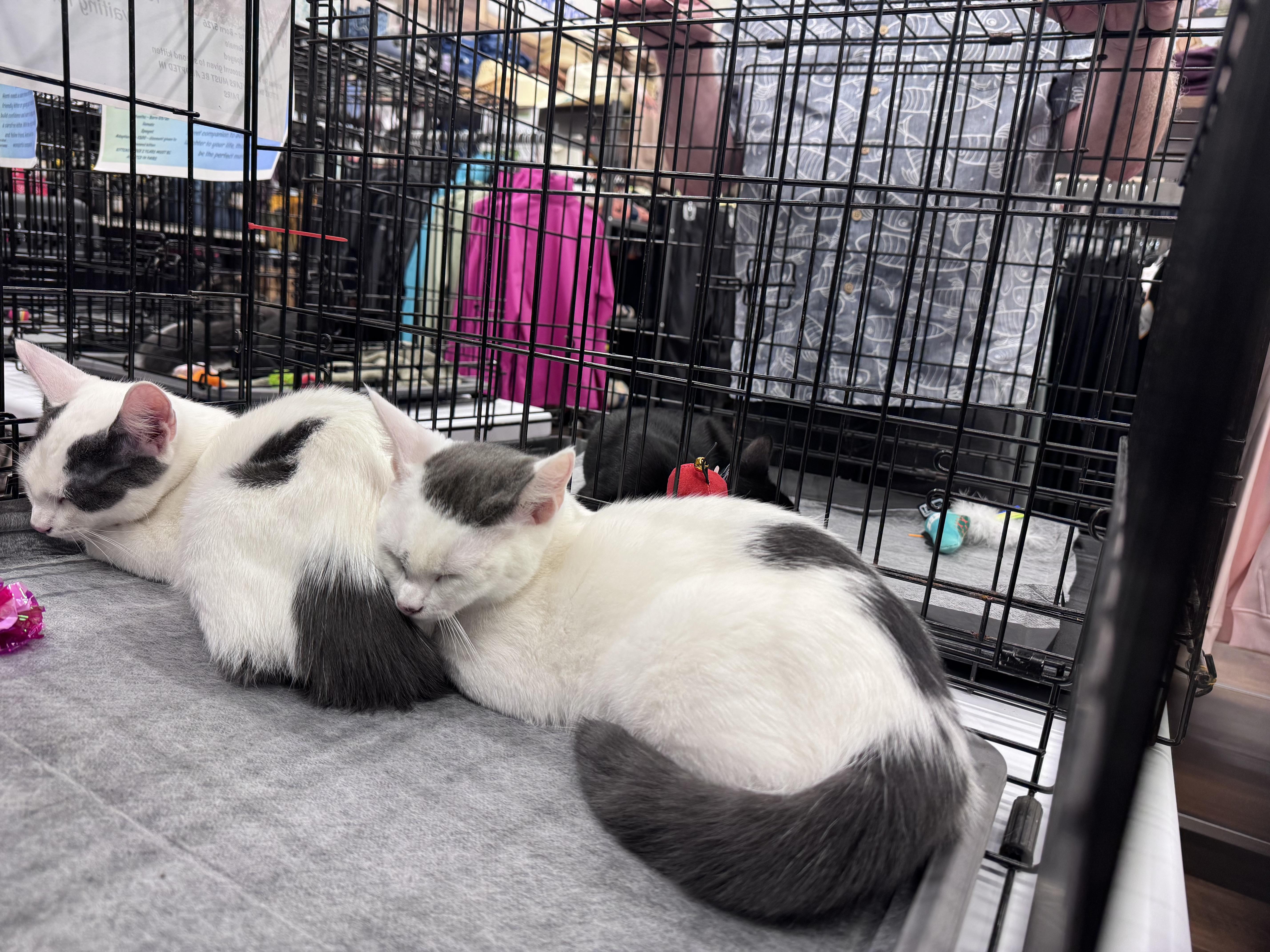 A young small-sized female Domestic Short Hair cat named Grace for adoption in Canton, CT