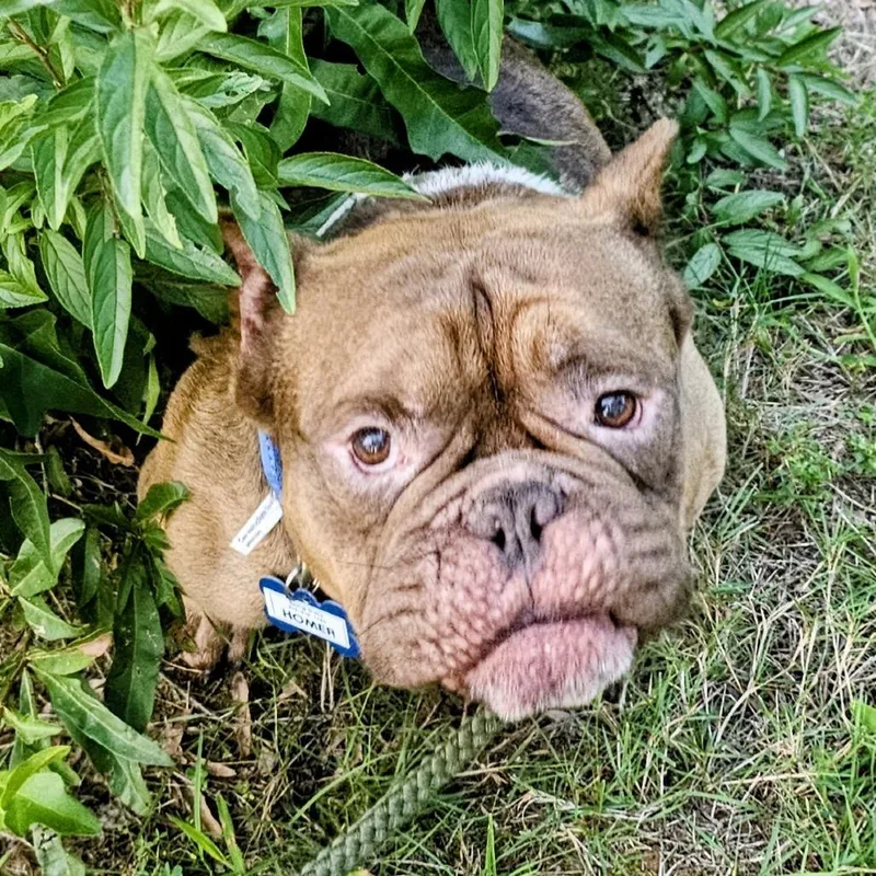 An adult medium-sized male Yellow / Tan / Blond / Fawn English Bulldog dog named Homer for adoption in Wake Forest, NC