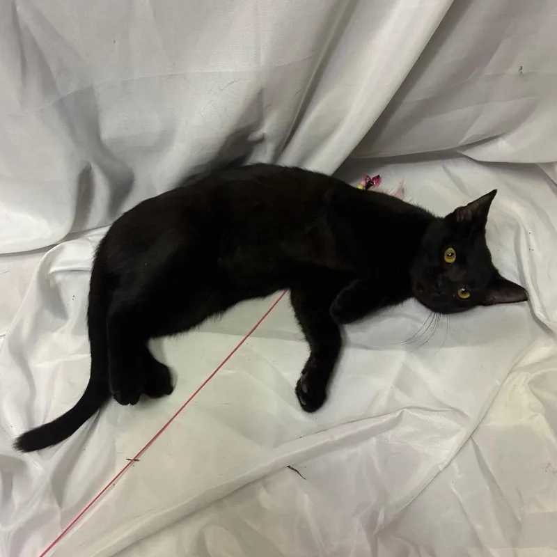 A baby medium-sized female Domestic Short Hair cat named Adeline for adoption in Folsom, LA