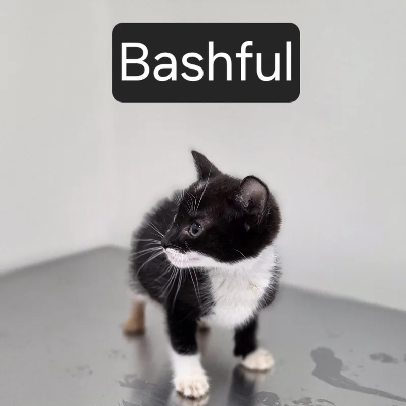 A baby medium-sized female Black & White / Tuxedo Domestic Short Hair cat named Bashful for adoption in SNOW HILL, NC