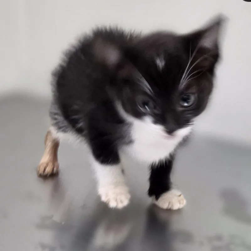 Bashful thumbnail 2
