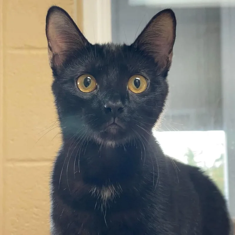 A young medium-sized female Black American Shorthair cat named Trouble for adoption in Fort Payne, AL