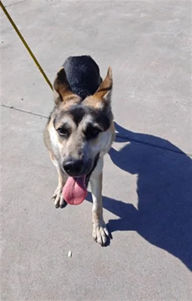 A young medium-sized female German Shepherd Dog dog named Joan Jett for adoption in Baldwin Park, CA