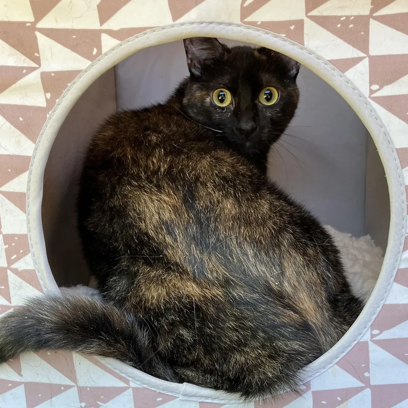 An adult medium-sized female Tortoiseshell cat named Saturn for adoption in Oakland, CA