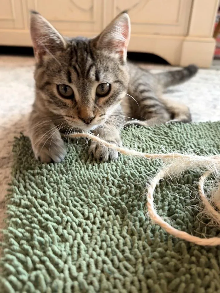 A baby small-sized female Brown / Chocolate Domestic Short Hair cat named Emmy for adoption in Omaha, NE