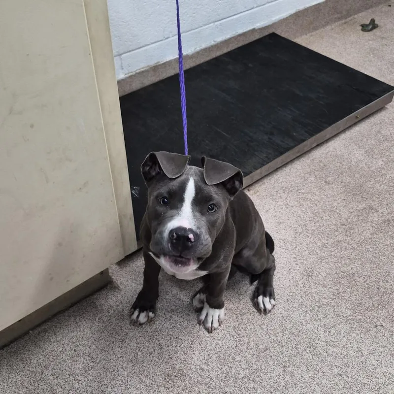 A baby medium-sized male Gray / Blue / Silver Pit Bull Terrier dog named Pumpernickel for adoption in Ardmore, OK