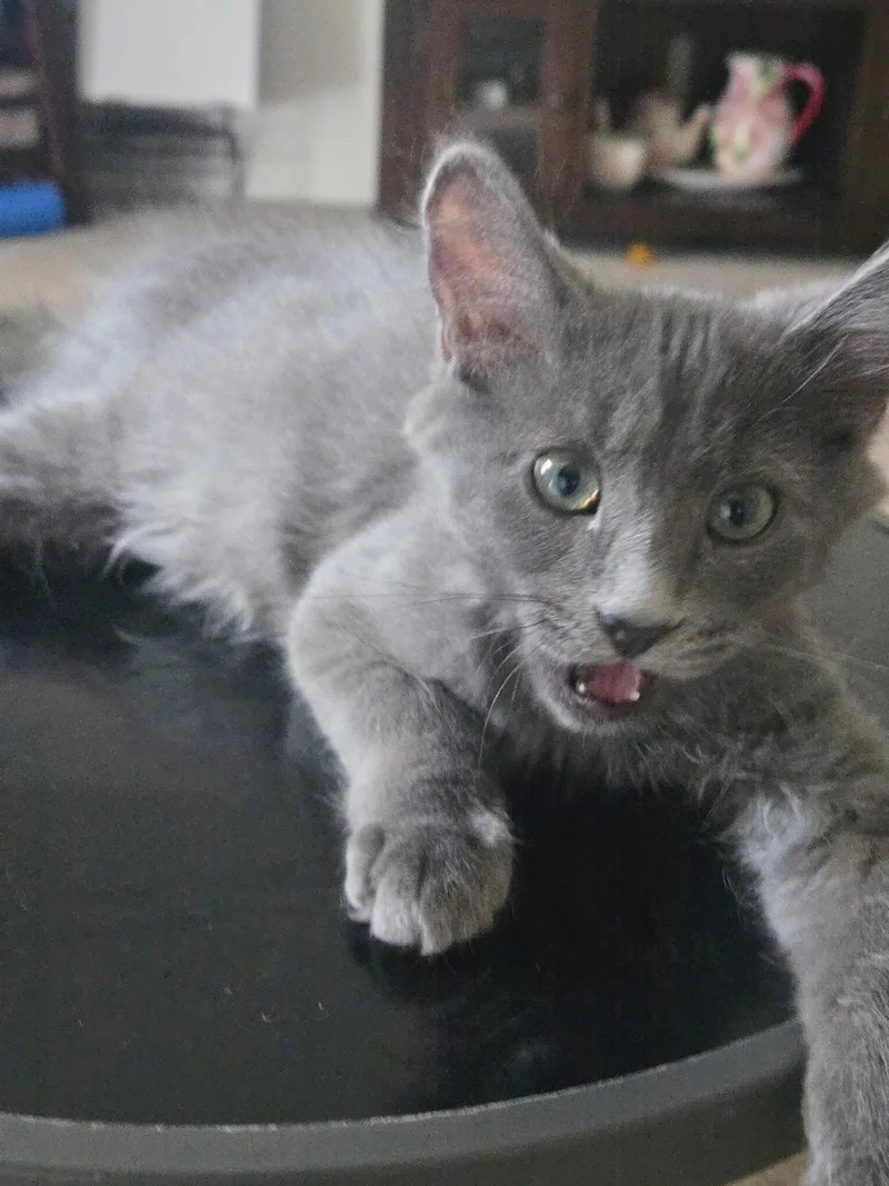Smokey thumbnail 3
