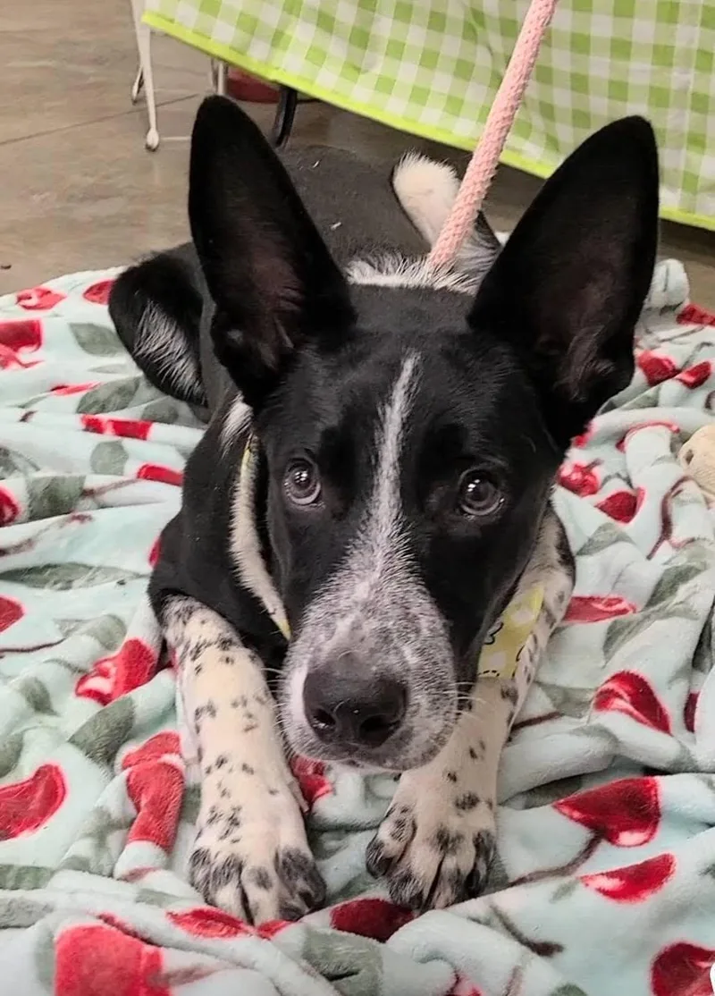 Alfonso