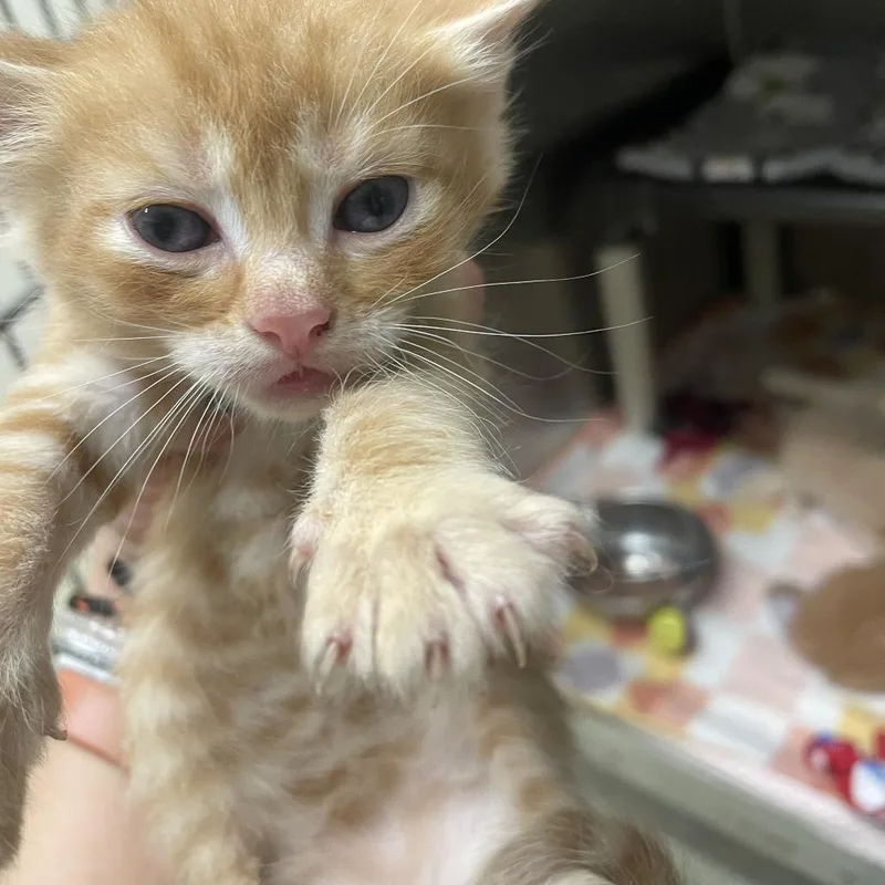 A baby small-sized male Orange / Red Domestic Short Hair cat named Enzo for adoption in Gloucester, VA