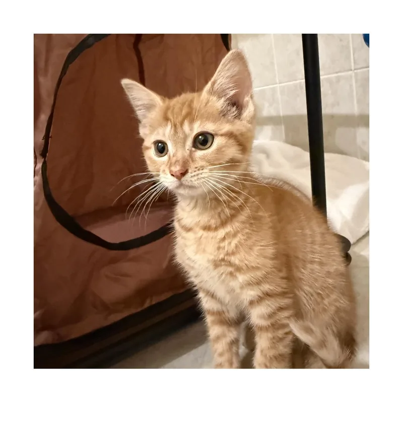 A baby small-sized female Orange / Red Domestic Short Hair cat named Poppy for adoption in San Pedro, CA