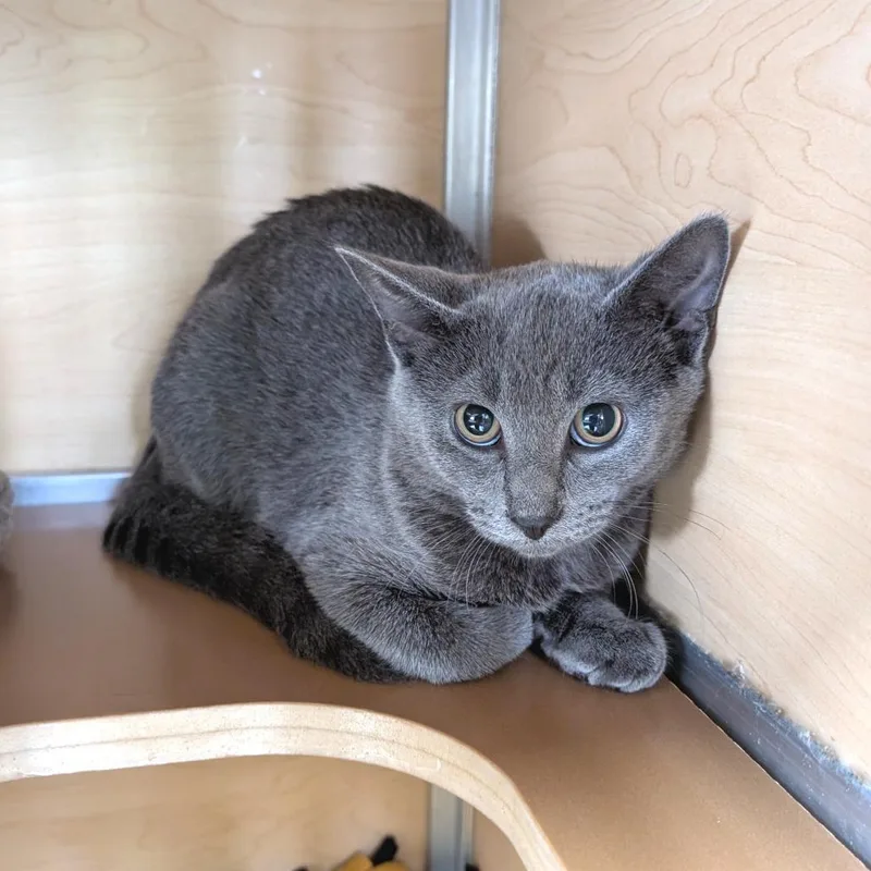 A baby medium-sized male Gray / Blue / Silver Domestic Short Hair cat named Uno for adoption in Brookfield, WI
