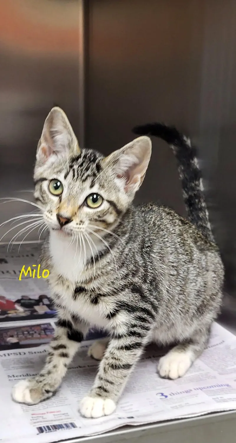 A baby medium-sized male Tabby (Gray / Blue / Silver) Domestic Short Hair cat named Milo for adoption in Marion, MS