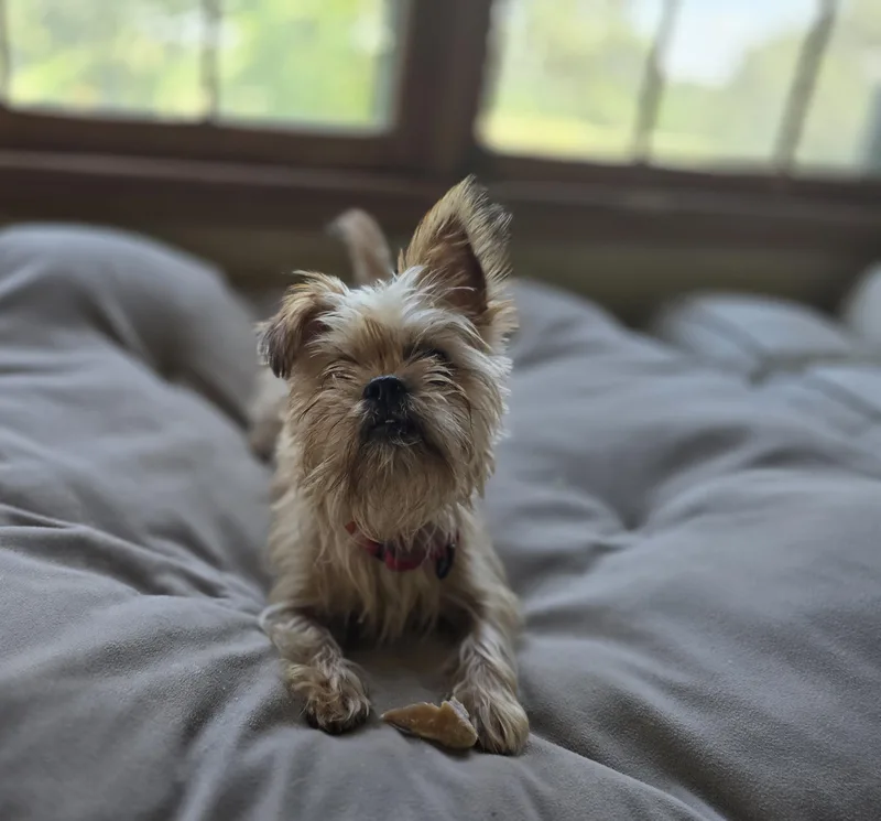 Peaches thumbnail 3