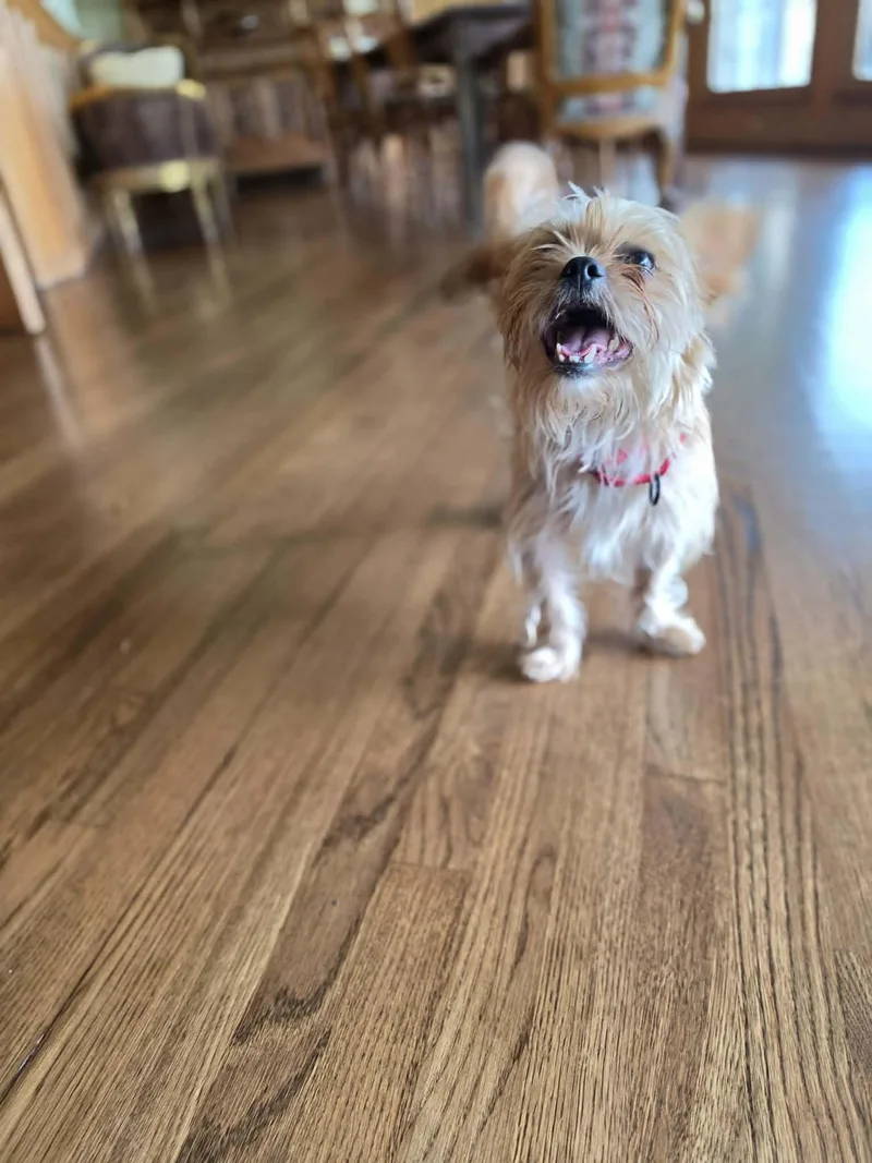 Peaches thumbnail 6
