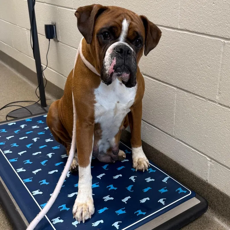 An adult large-sized female Brown / Chocolate Boxer dog named Dixie for adoption in Council Bluffs, IA