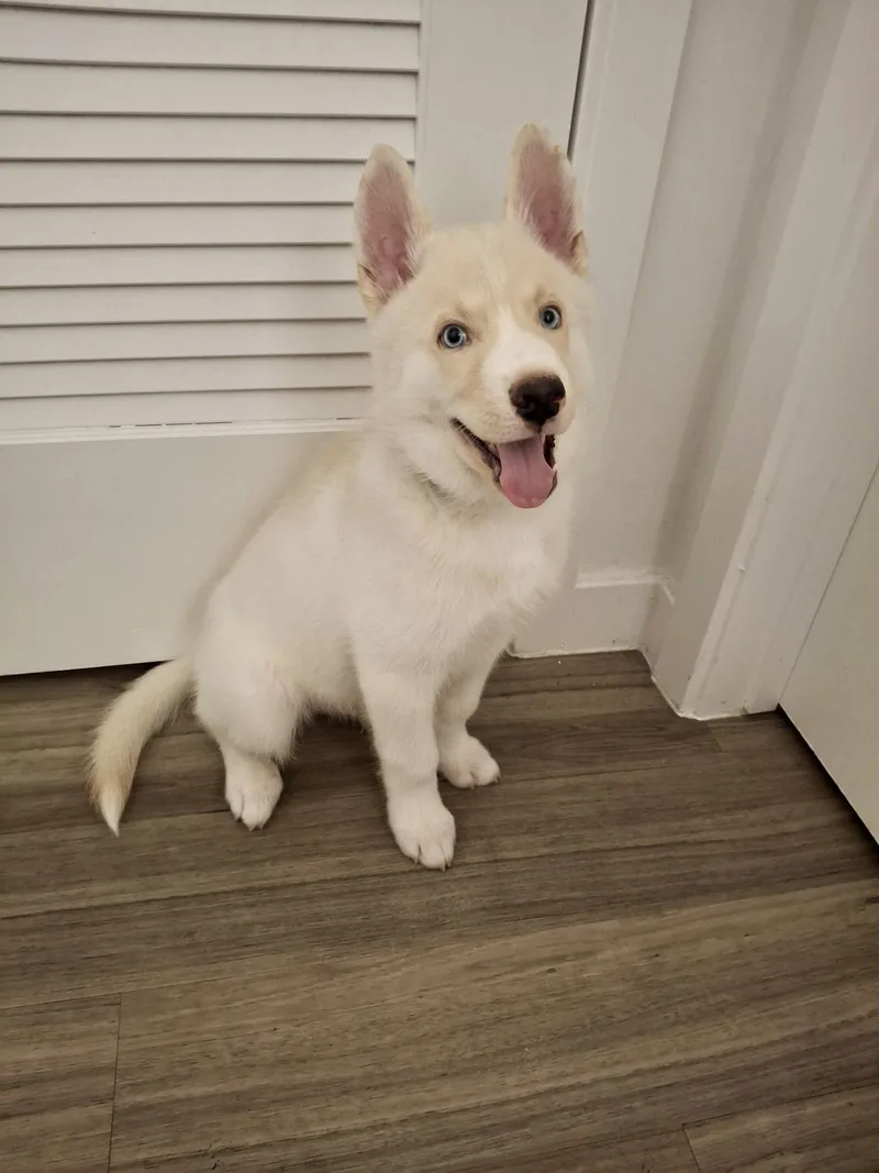 A baby medium-sized male White / Cream Husky dog named Kai for adoption in West Hollywood, CA