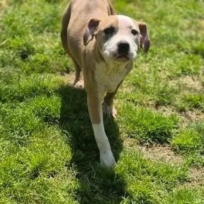 Gracie