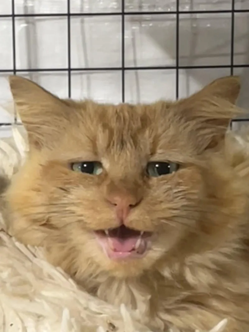 An adult medium-sized female Orange / Red Domestic Medium Hair cat named Vivienne for adoption in Walled Lake, MI