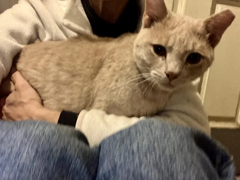A young medium-sized male Domestic Short Hair cat named Buff Boy for adoption in Seven Valleys, PA