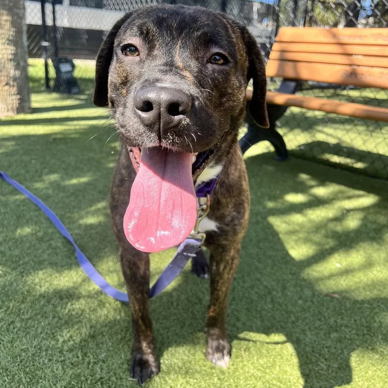A young medium-sized male Brown / Chocolate Mixed Breed dog named Perry for adoption in Sarasota, FL