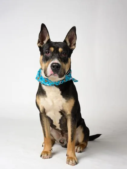 An adult medium-sized male Pit Bull Terrier dog named Chingy for adoption in Atlanta, GA