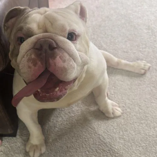 A young large-sized male English Bulldog dog named Tank for adoption in Chicago, IL